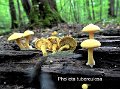 Pholiota tuberculosa-amf1452-1